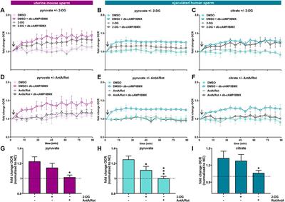 Capacitation induces changes in metabolic pathways supporting motility of epididymal and ejaculated sperm